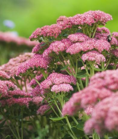 sedum rudens prieks 'herbstfreude'