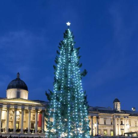 ikgadējā milzīgā Ziemassvētku eglīte nacionālās galerijas priekšā Trafalgāra laukumā, Londonā, Lielbritānijā