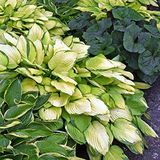 Hosta bufera ražas maisījums