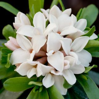 Daphne × transatlantica mūžīgais aromāts ('Blafra')