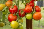 Kā audzēt tomātus