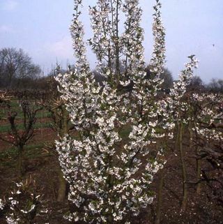 Prunus Snow Goose ķiršu ziedu koks