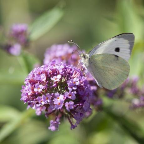 mazs baltais tauriņš, pieris rapae, aka kāpostu baltais tauriņš, barojas ar nektāru no buddlejas zieda