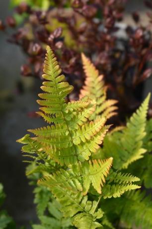 rudens papardes latīņu nosaukums dryopteris erythrosora