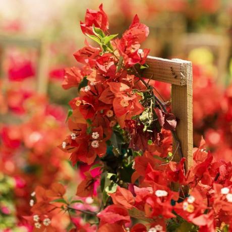 Bougainvillea 