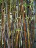 Kā audzēt bambusu