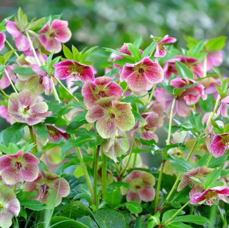 robežaugi, dārza pierobežas augi, helleborus niger, saukts arī par Ziemassvētku rozi, ziemas rozi vai melno hellebore, ir mūžzaļš, daudzgadīgs augs ziedošs augs sviestgalvu dzimtā ranunculaceae Ziemassvētku rožu augs ir toksisks, piecu ziedlapu ziedi ir dažādās krāsās, tostarp balta, sarkana, rozā, violeta, zaļa, dzeltena un aprikožu krāsa, un parādās ziemā, bieži vien Ziemassvētkos, maigā klimatā un vēlā pavasarī vēsākā laikā apgabali