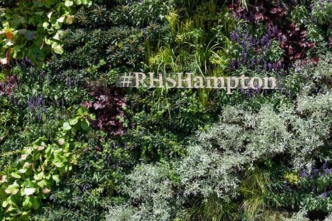 dzīvojamā siena rhs hampton court pils ziedu izstādē 2018