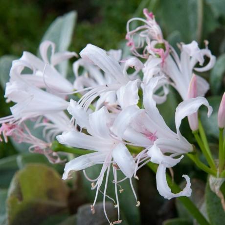 Nerine bowdenii