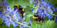 Kā mēs varam ietaupīt cilvēku rasi ar cukura un ūdens sajaukumu - ietaupiet bites