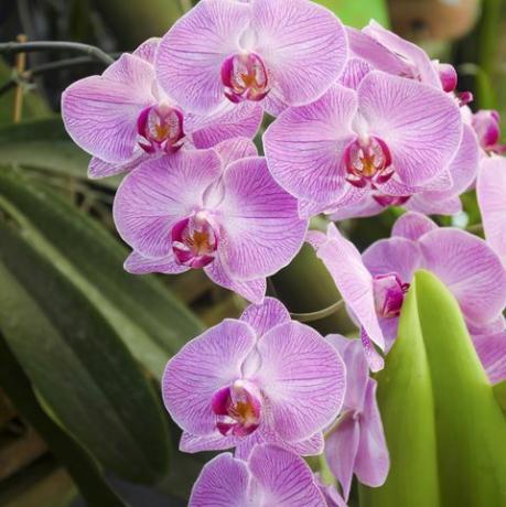 phalaenopsis rozā svītru orhidejas