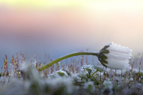 Salta margrietiņa