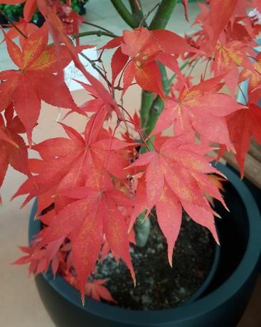 audzē acer palmatum vai gludo japāņu kļavu podā