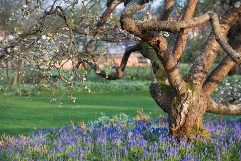 Muscari ziedi septiņos Aceros, RHS Wisley dārzā