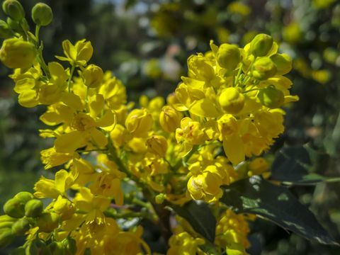 Mīksts fokuss pavasara ziedu spilgti dzeltenā krāsā Mahonia Aquifolium pret auga tumši zaļo krāsu. Brīnišķīgs jebkuras idejas dabiskais fons.