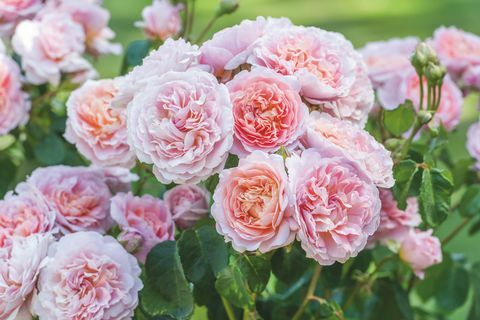 Deivids Ostins Rozes RHS Chelsea ziedu izstādē atklās divas jaunas angļu rožu šķirnes