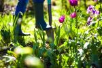 Monty Don: 'Mēs dārzs, lai barotu savas dvēseles', Čelsijas ziedu izstāde
