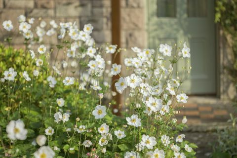 Japāņu anemones, kas aug kotedžas dārzā