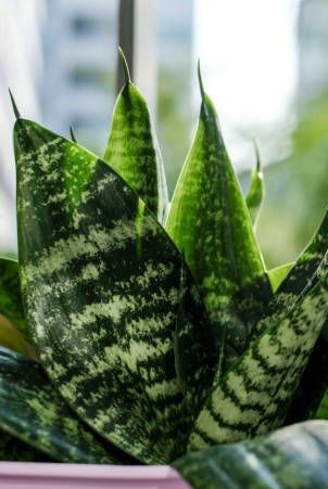 sansevieria trifasciata jeb čūskas augs podiņā pie terases