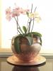 Kā rūpēties par savām orhidejām: apkopes padomi un tas, kas nav jādara