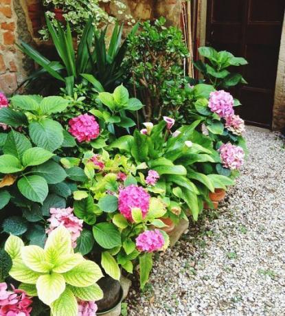 Augstākais, makšķeres āķis, apskate, dēļ, Hydrangeas, Blooming, pa, Garden