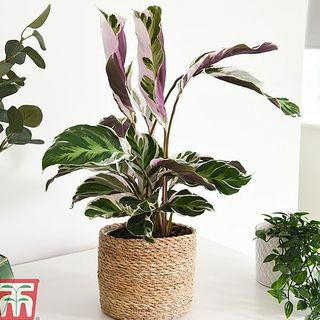 Calathea " Fusion White"