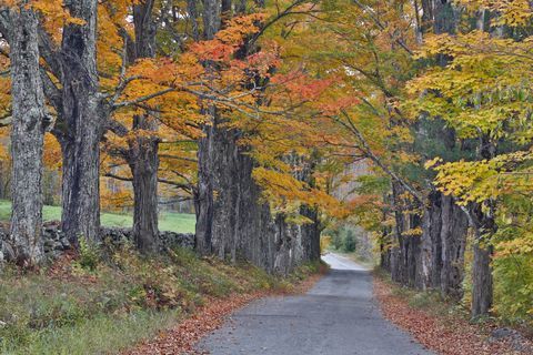 cukura kalns, jauns hampshire, mežs