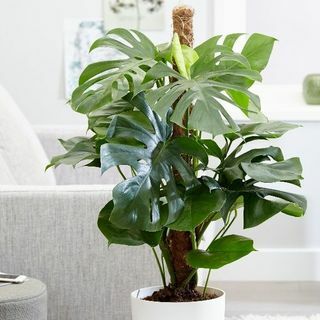 Monstera deliciosa - Šveices siera rūpnīca