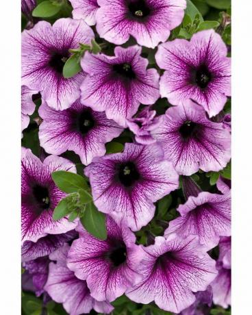 Supertunia Bordeaux (Petunia)