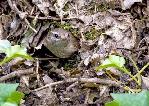 Wren