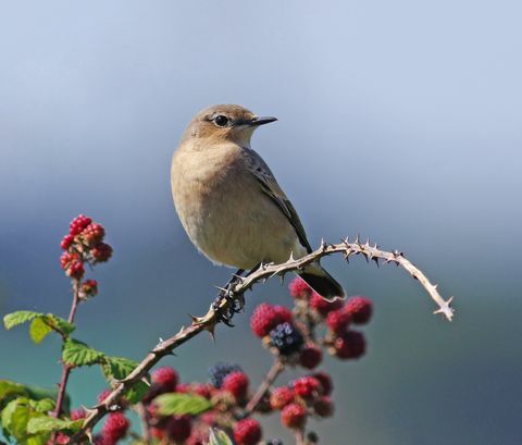 Wheatear [Oenanthe oenanthe]