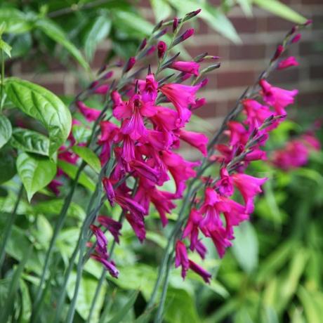 Gladiolus communis subsp. Bizantijas