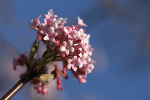 sārti Viburnum x bodnantense Dawn ziedi