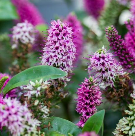 hebe hebedonna nikka ir mūžzaļš krūms, augs no plantaginaceae dzimtas ziedu krūms Veronika, kas zied ar rozā purpura ziediem, zaļām lapām, vertikāli