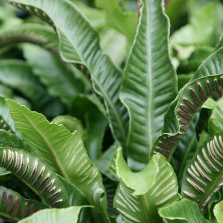 Asplenium skolopendrijs