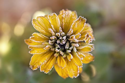 Matēts dzeltens Rudbeckia zieds, kas pazīstams arī kā Coneflower