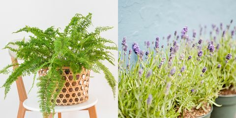 bostonas paparde un lavanda