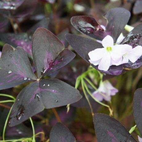 Oxalis regnellii atropurpureum augs ar purpursarkanu lapotni un baltiem ziediem