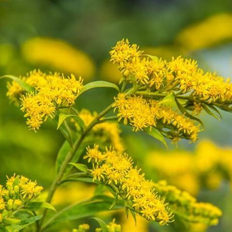 solidago canadensis Kanādas zelta grauda dzeltenas vasaras puķu ārstniecības augs