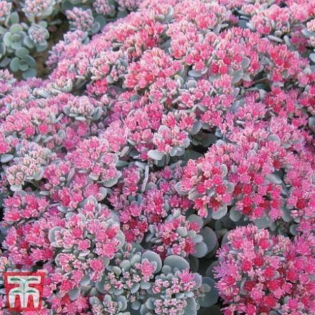 Sedum 'Ruby Glow'