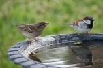 3 veidi, kā palīdzēt dārza putniem šoziem