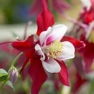 Aquilegia Red & White - vecenītes pārsegs, Kolumbīnas sarkanā zvaigzne