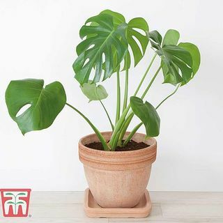 Monstera deliciosa, Šveices siera rūpnīca