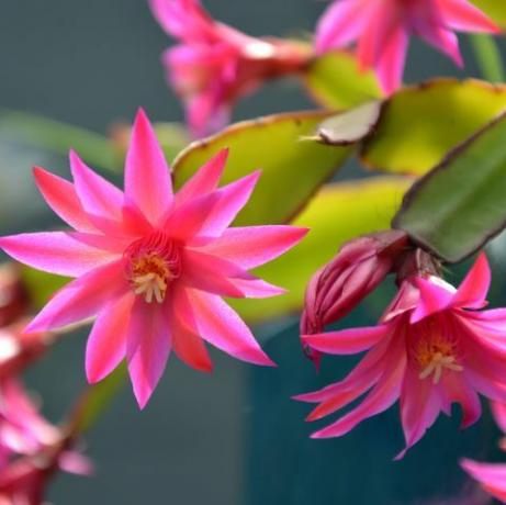 rozā zygocactus schlumbergera ziedi, ko dārzā apgaismo saules gaisma, kas pazīstams arī kā krabju kaktuss, Ziemassvētku kaktuss vai pateicības kaktuss