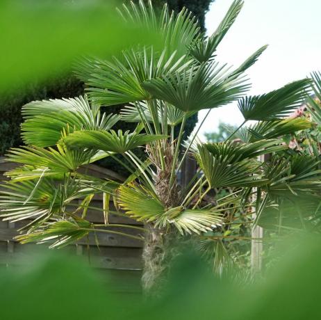 vidusjūras vēdekļpalma chamaerops humilis palmas