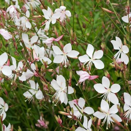 Gaura lindheimeri Līgava - 'Virpojošo tauriņu' augs