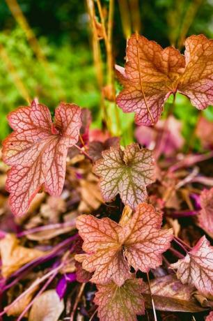 tuvu skats uz karnevāla arbūzu heuchera rudens sākumā daudzgadīgs dārzs