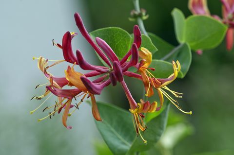 Heckrotts sausserdis (Lonicera x heckrottii), viens zieds, Baden-Wuerttemberg, Vācija