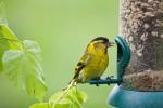 Kā uzturēt tīru jūsu dārza putnu barotavas, lai apturētu putnu slimību izplatīšanos