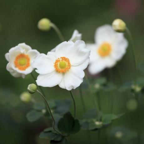 baltā japāņu anemone